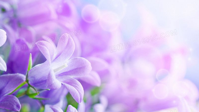 紫色盛开花朵壁纸