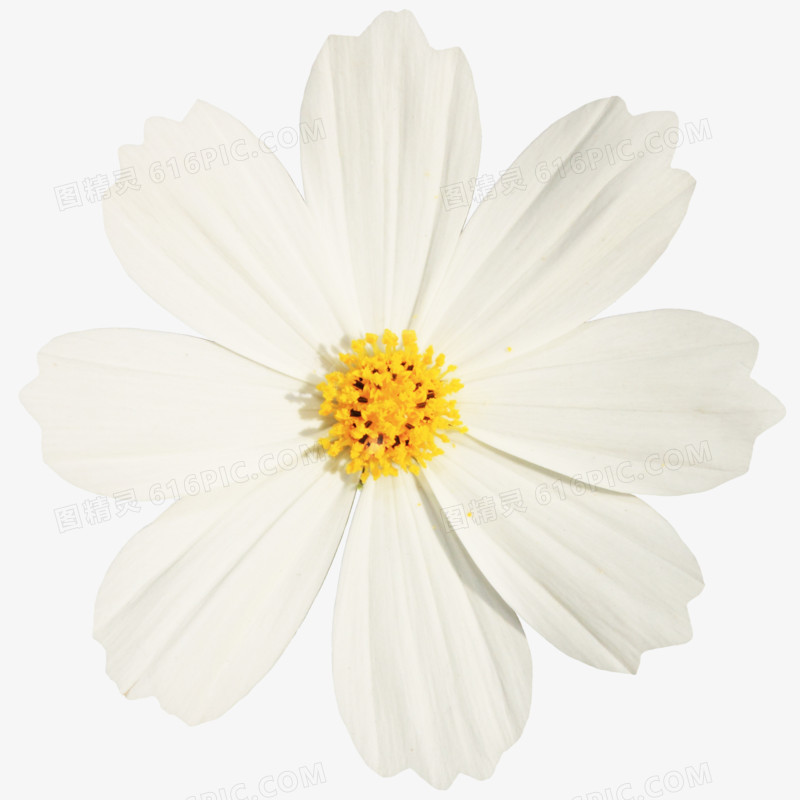 抽象花朵素材庆典花卉 白色唯美野菊花