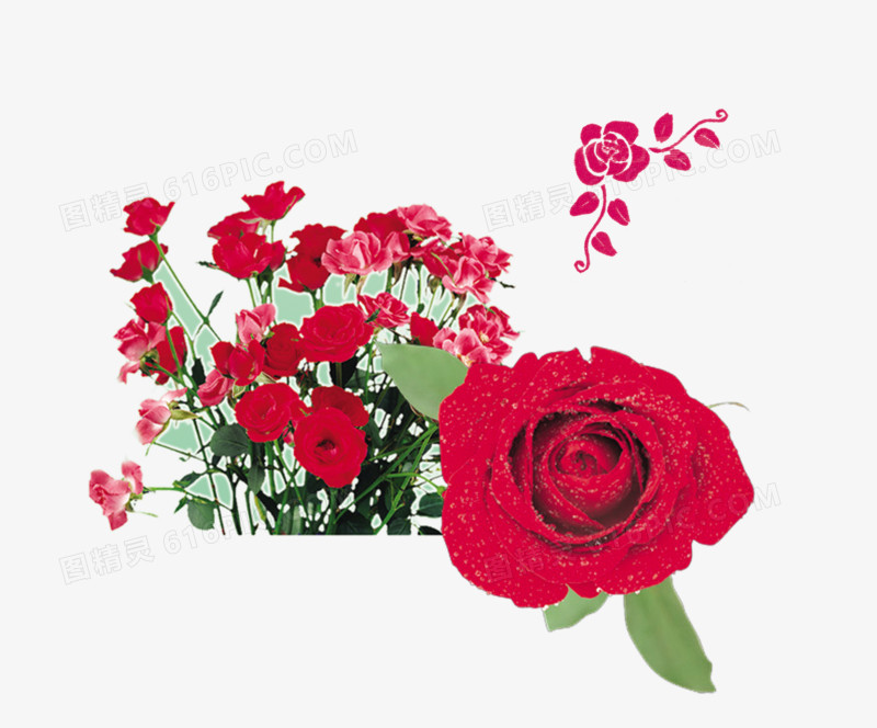盛开着的鲜艳欲滴的红玫瑰
