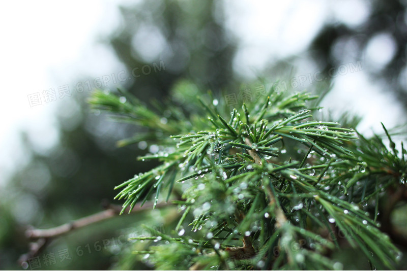 绿色清新植物水珠