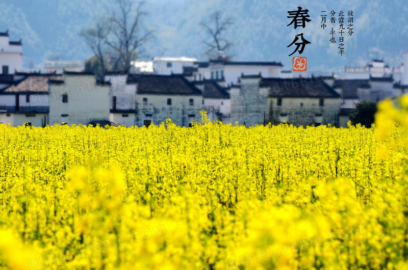 唯美春风油菜花摄影图