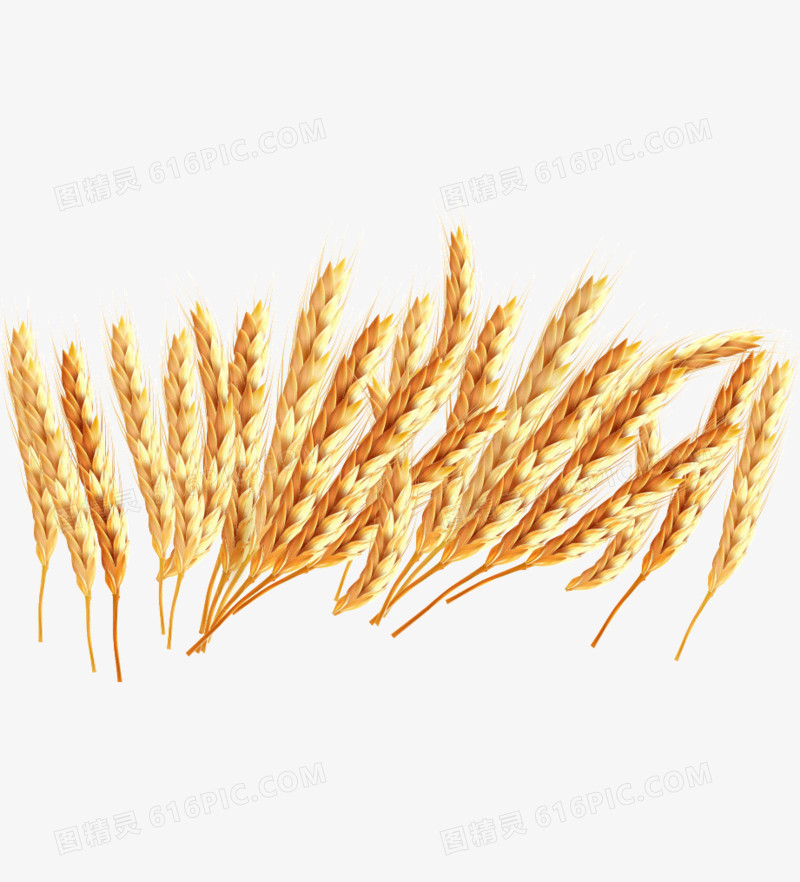 金色麦穗麦子