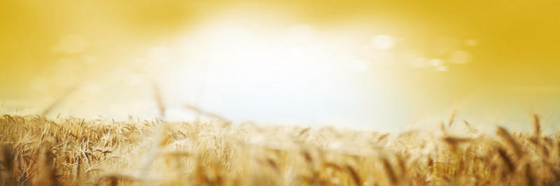 小麦景深效果黄色天空白色光效