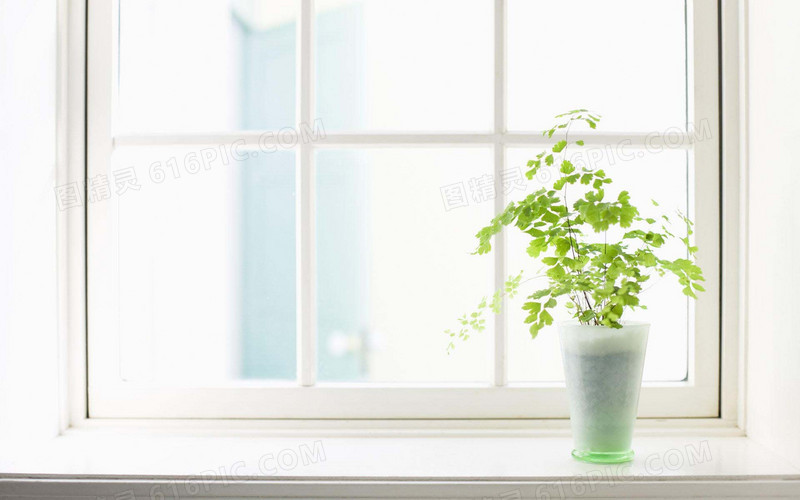 小清新植物窗户门框