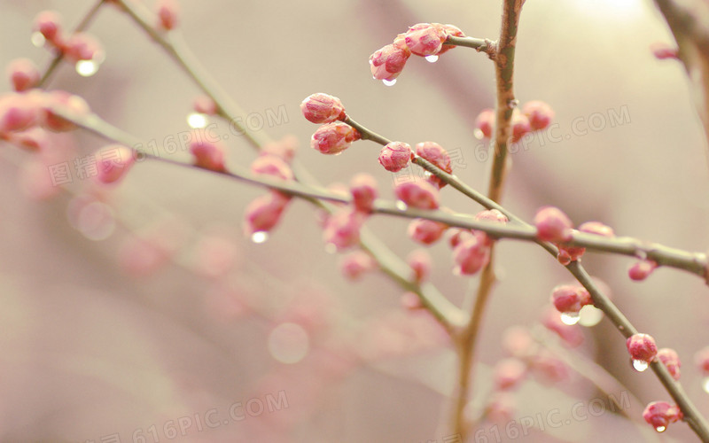 粉色花朵水珠壁纸