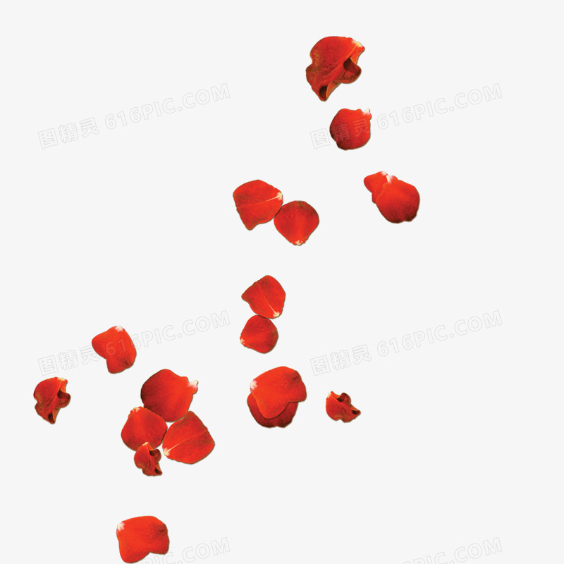 玫瑰花
