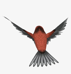 红色飞翔小鸟鸟类动物