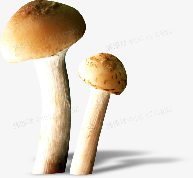 食物图片素材手绘蔬菜 菌类蘑菇