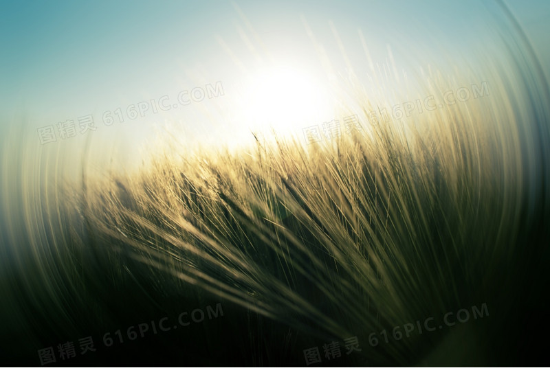 光晕草地太阳光景深效果