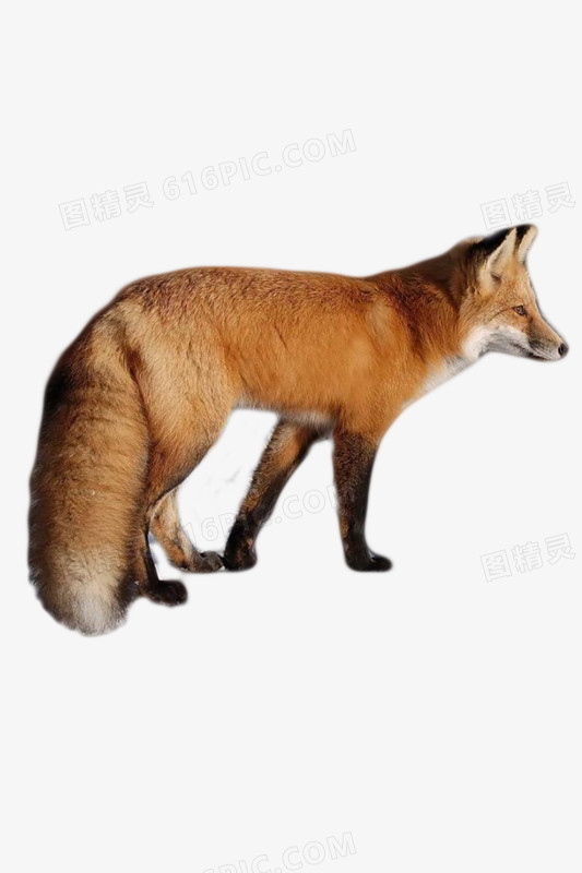 狐狸