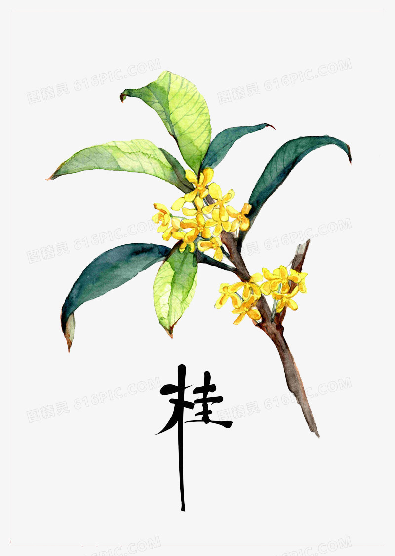 手绘桂花