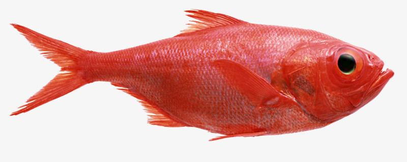 海南红灯笼鱼图片图片