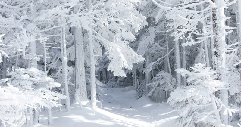 白色冬天的雪景摄影