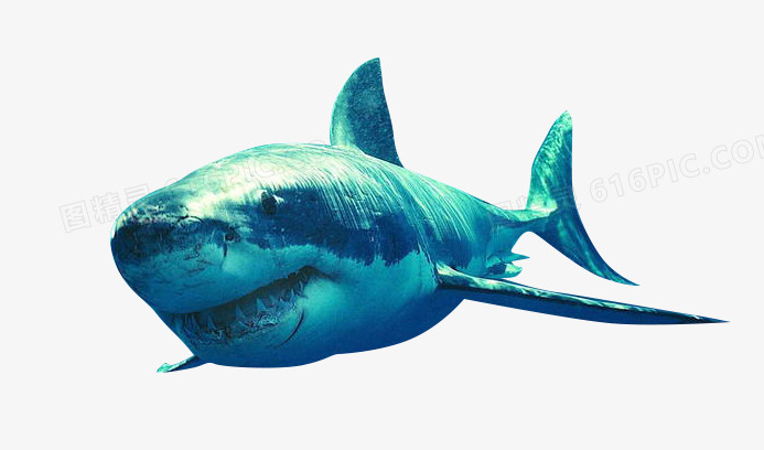 深海鲨鱼