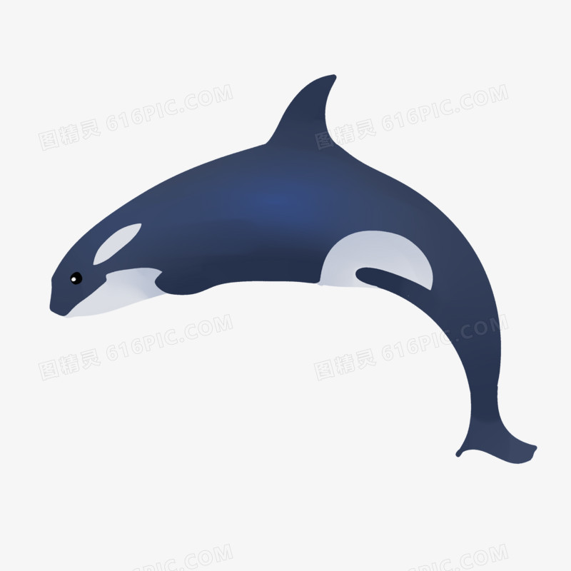 卡通手绘海洋动物虎鲸元素素材