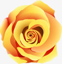 黄色玫瑰花温馨背景