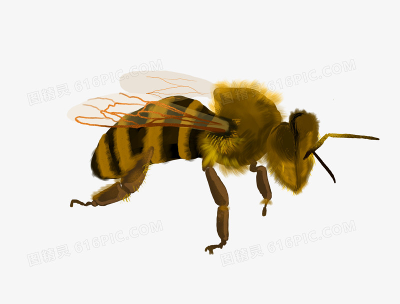 卡通手绘蜜蜂免抠元素
