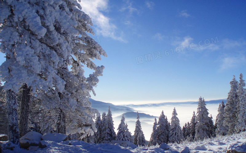 冬季蓝天白云树林雪地