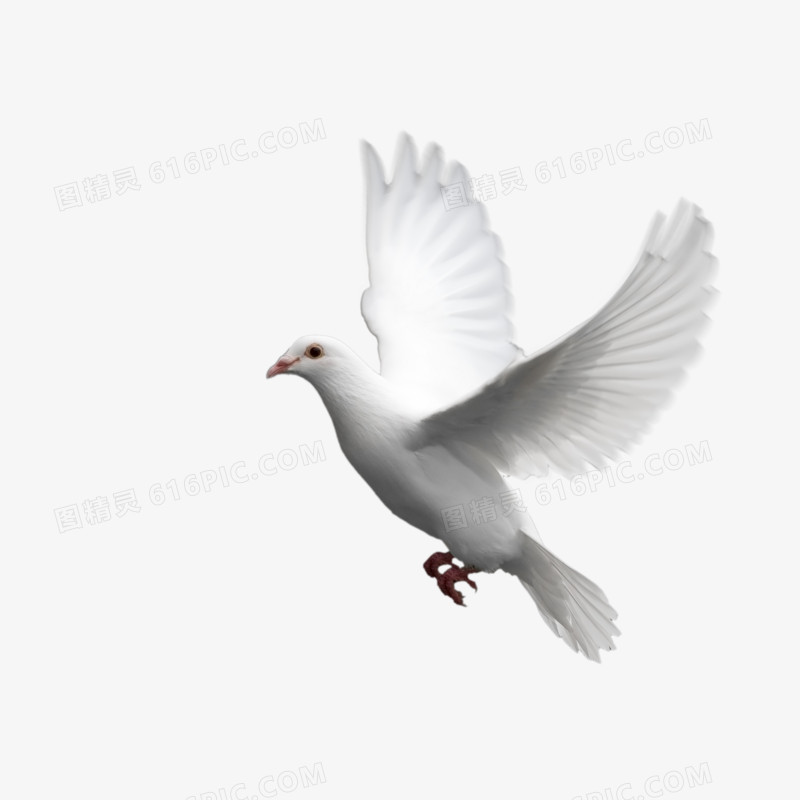 飞禽鸽子图片素材 白鸽