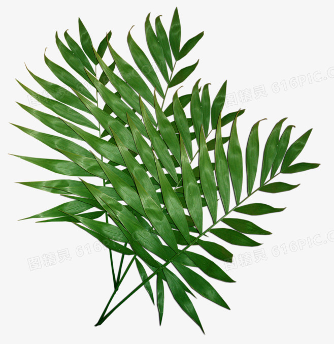 绿叶 植物 PNG