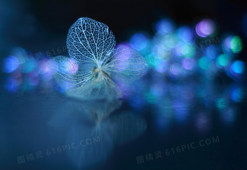 四叶花朵高清设计