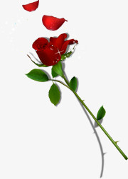 红色玫瑰花朵植物