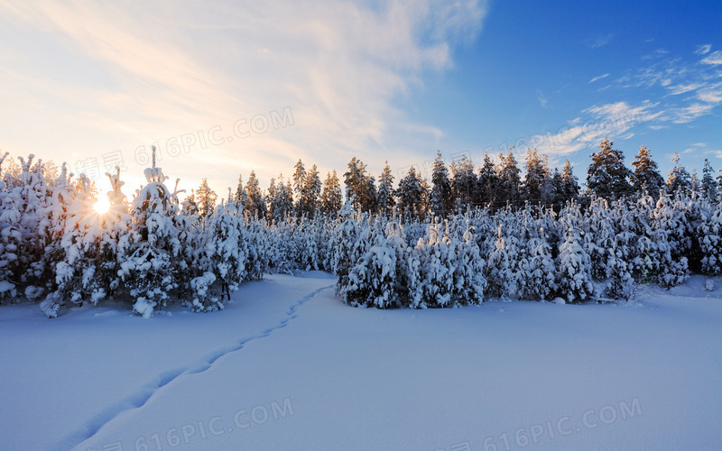 白色松日雪后场景