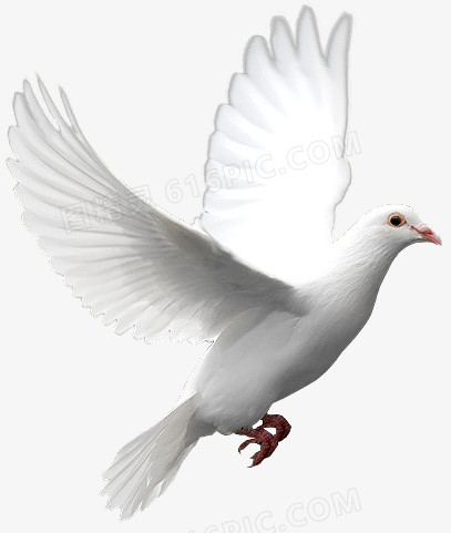 鸽子