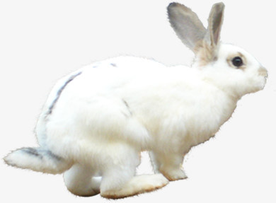 春天野外白兔