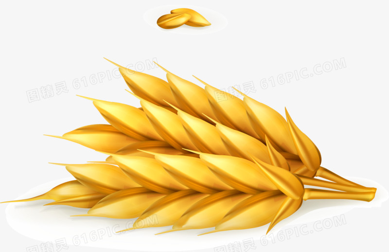金黄色麦穗矢量