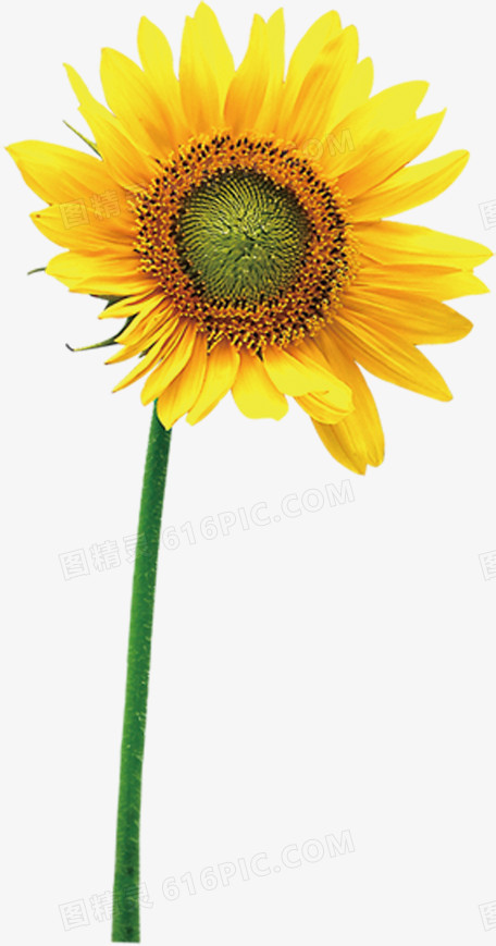 黄色艺术向日葵花朵设计