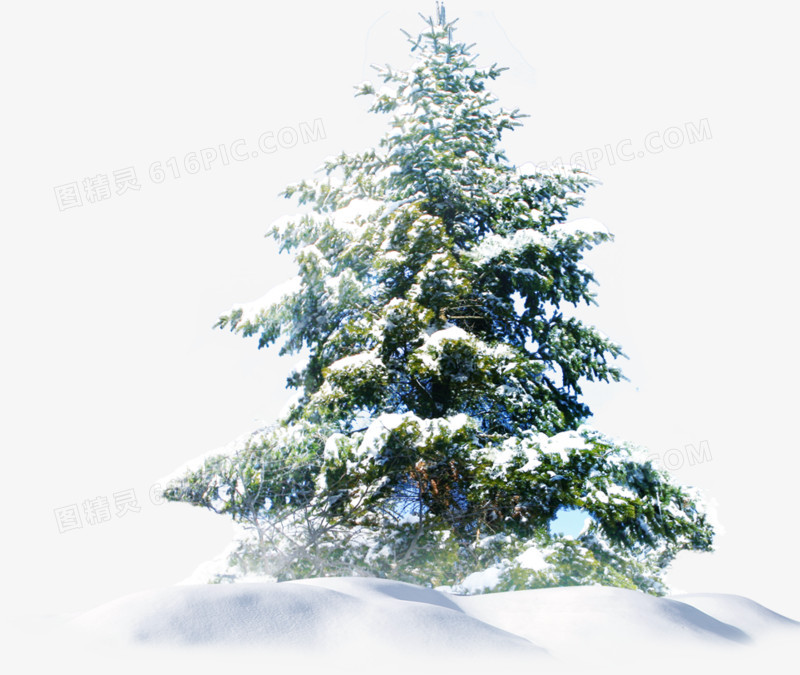 冬日雪地树木景观