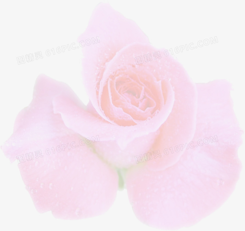 偏粉色玫瑰海报背景七夕情人节