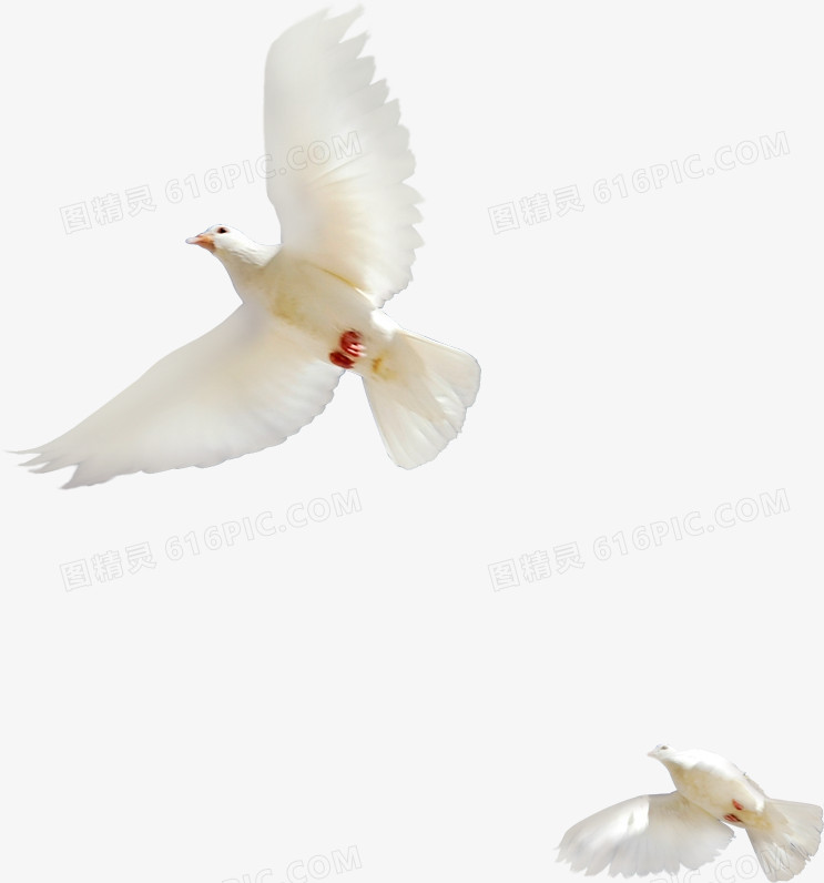 飞翔的白鸽和平鸽子