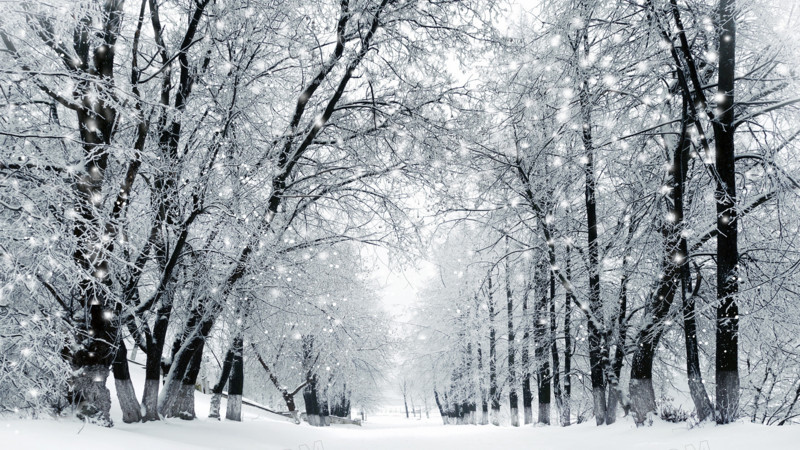 冬日唯美大树美景