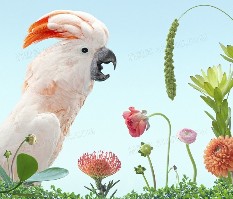 白色鹦鹉植物海报背景