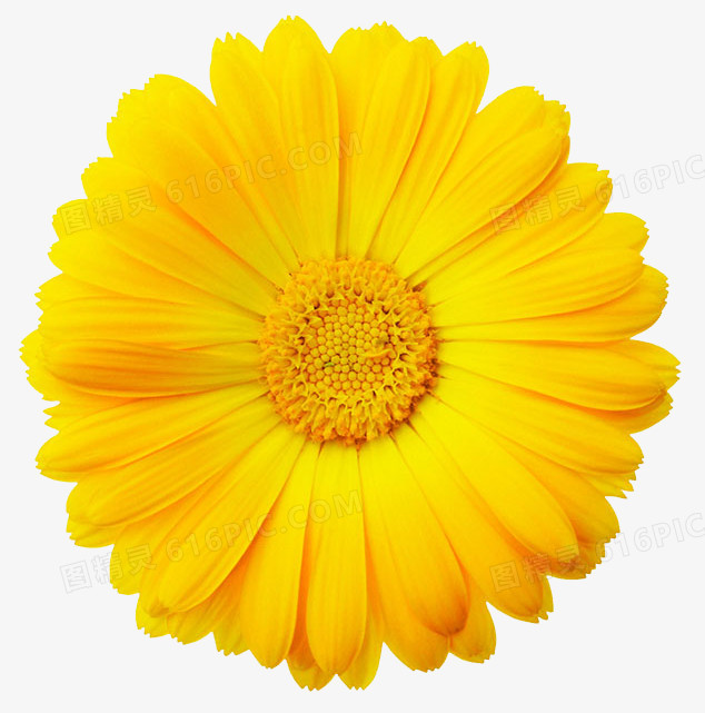 黄色菊花装饰图片