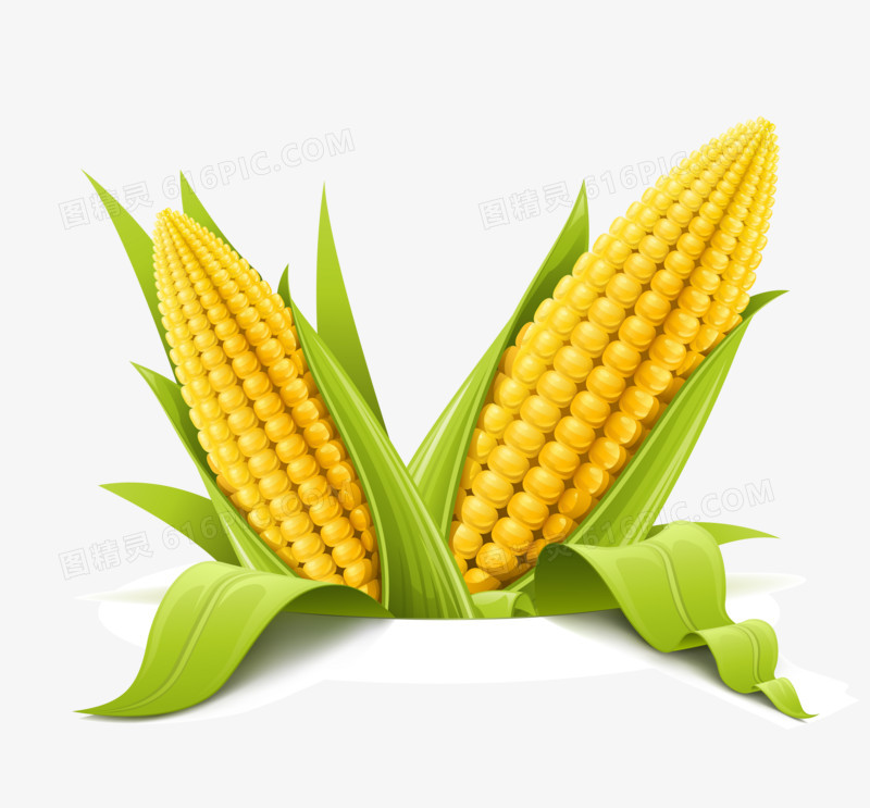 高清仿真农产品蔬菜矢量素材--玉米