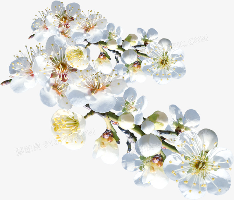 白色盛开梅花