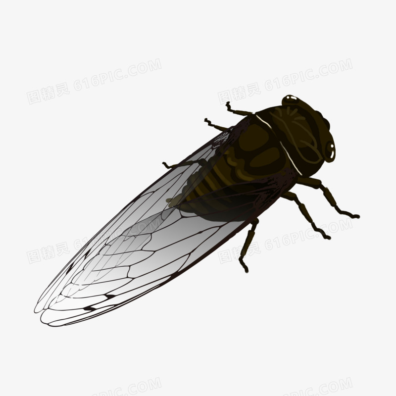卡通手绘禅知了昆虫虫子动物元素