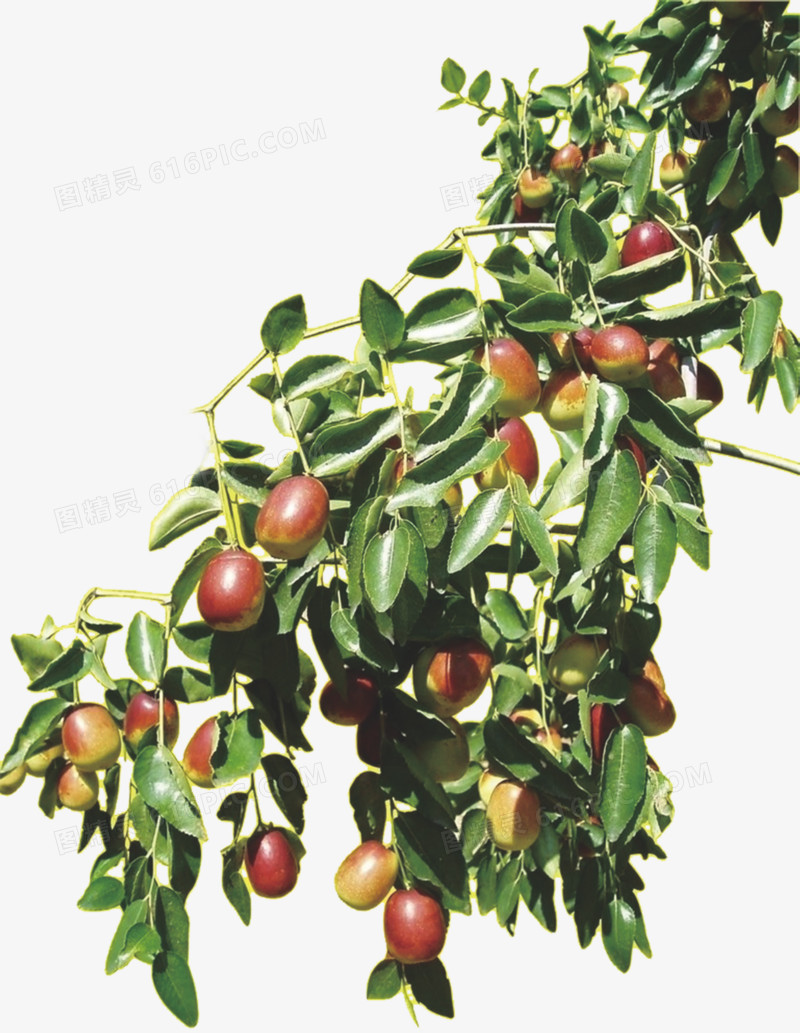 红枣树木