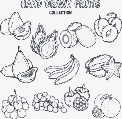矢量手绘素描水果