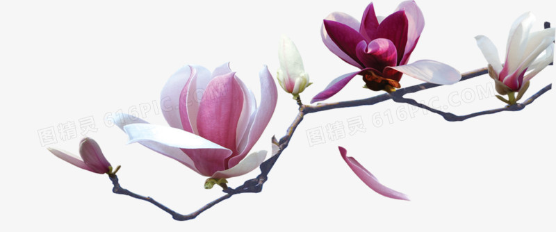 花卉