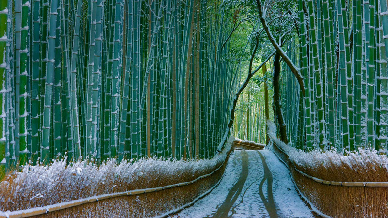 绿色竹林雪后小路