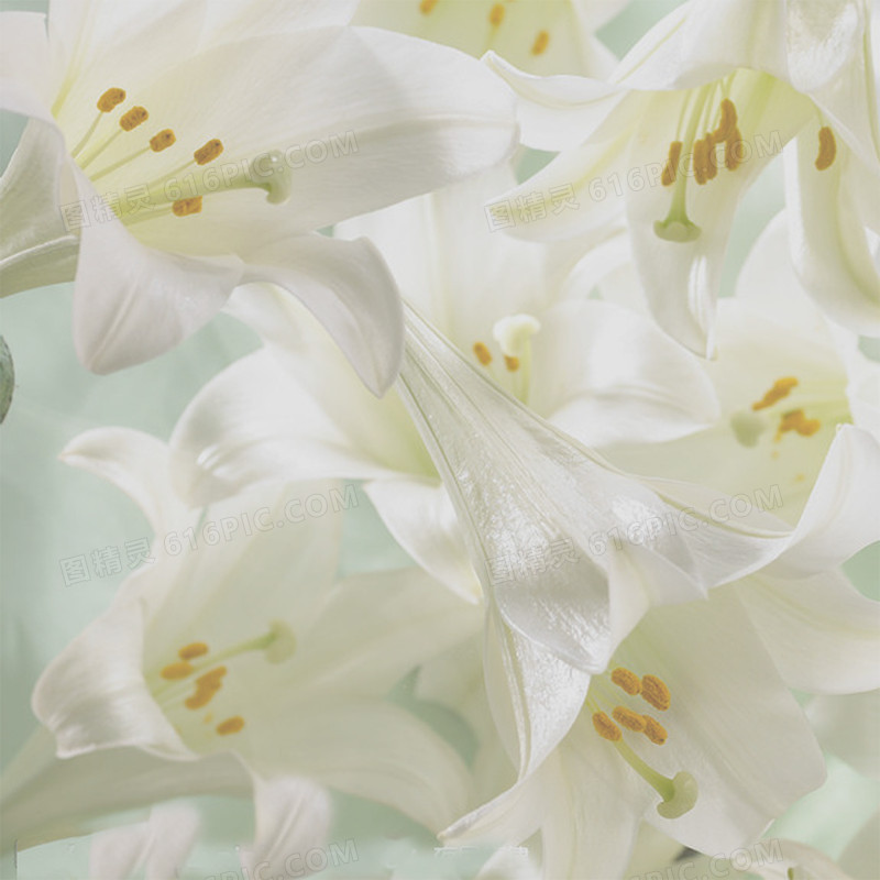 白色花朵高清淘宝