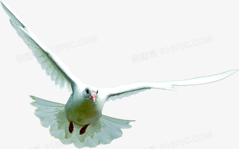 白色飞翔飞鸟展翅平衡