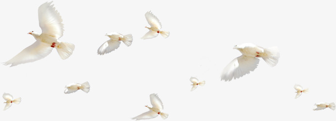 白鸽飞舞翱翔天际