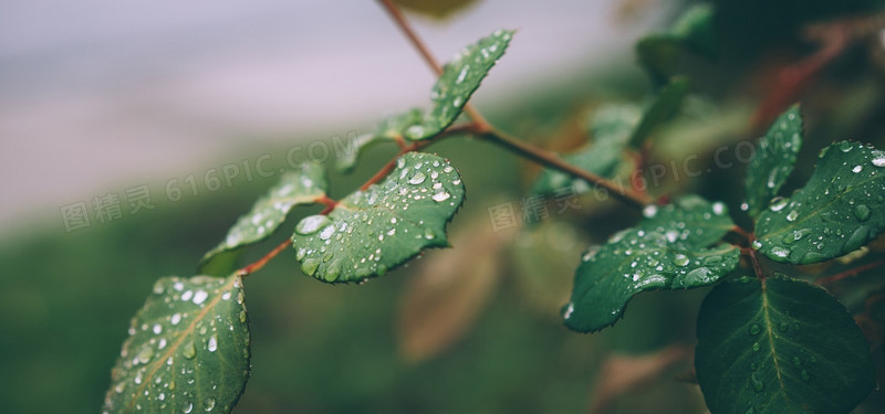 带水珠的树叶