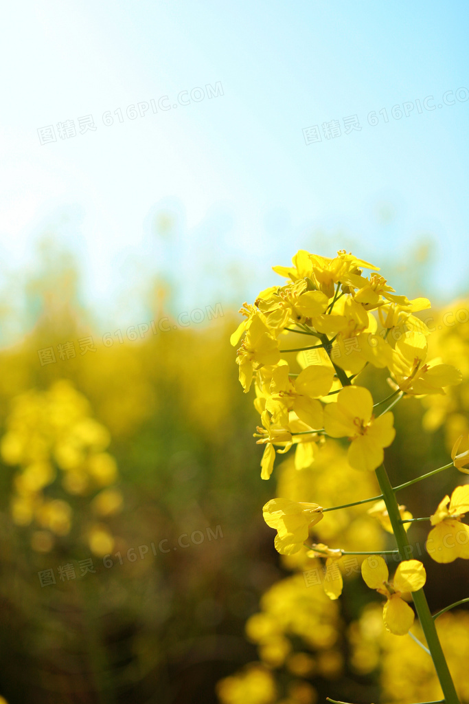 黄色油菜花大屏阳光