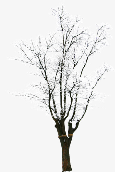 冬季雪后树枝装饰